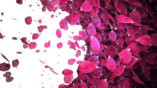 animated celebrate rose petals transition