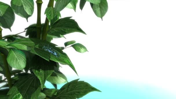 Yaprak kavram arka planda beyaz metin için yer ile animasyonlu su damlaları — Stok video