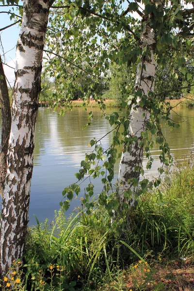 manzara - Rus ağaç