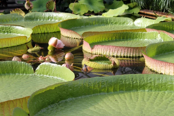 Victoria Regia — Stock Photo, Image