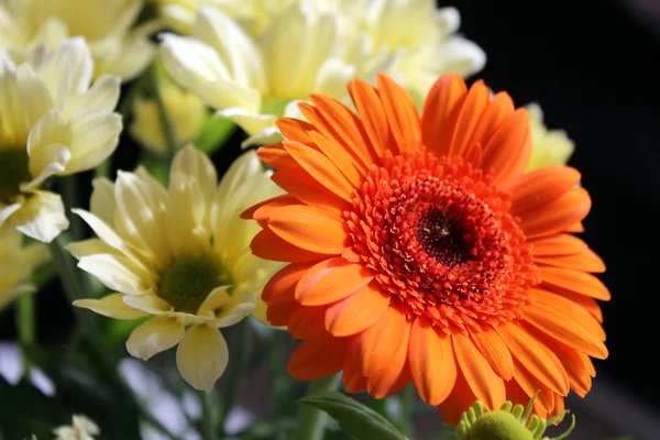 Gerbera orange — Stock Photo, Image