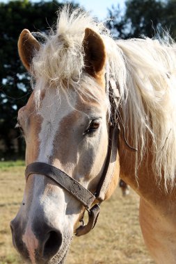 Namlu içinde koşum atı