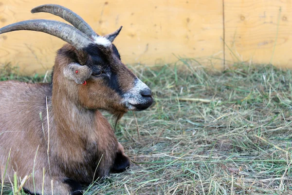 yemlikte yatan keçi