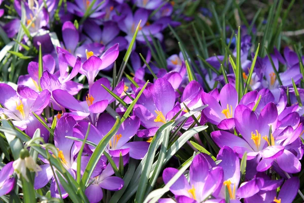 Flores de primavera — Fotografia de Stock