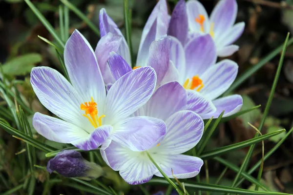 Mor bahar çiçekleri - kardelen