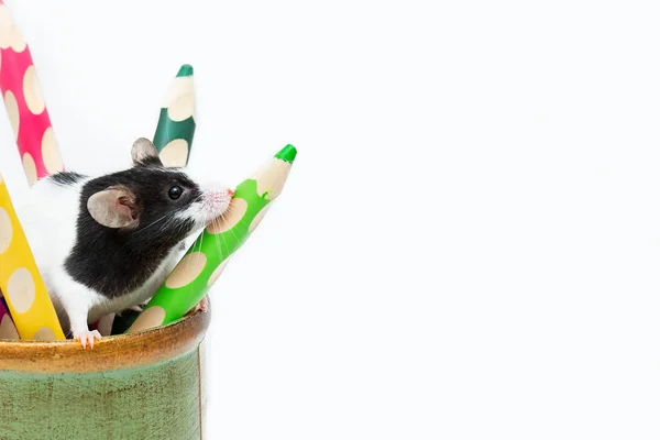 Close Little Mouse Peeks Out Box Wooden Colored Pencils White — стоковое фото