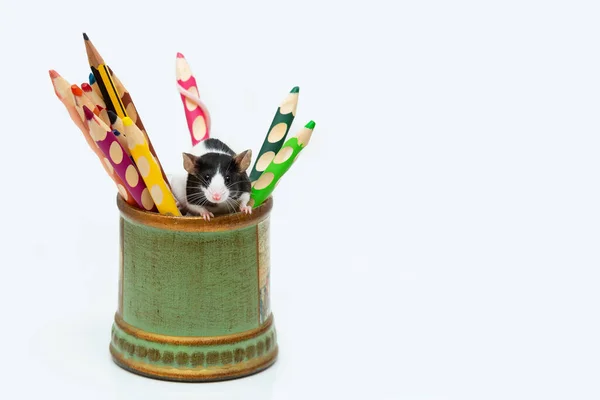 Siyah beyaz saten bir ev faresi, beyaz arka planda, fotokopi alanı olan tahta renkli kalemlerle dolu bir kutudan dışarı bakıyor. Kemirgen kalemlerin arasında bir evcil hayvandır..