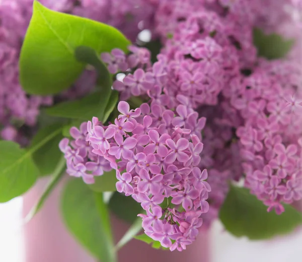 Leylak çiçekleri yumuşak seçici odak ile kapanır. Beyaz arka planda güzel leylak çiçekleri dalları, doğal bahar arkaplanı.