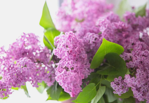 Leylak. Beyaz arka planda güzel leylak çiçekleri dalları, doğal bahar arkaplanı, yumuşak seçici odak.