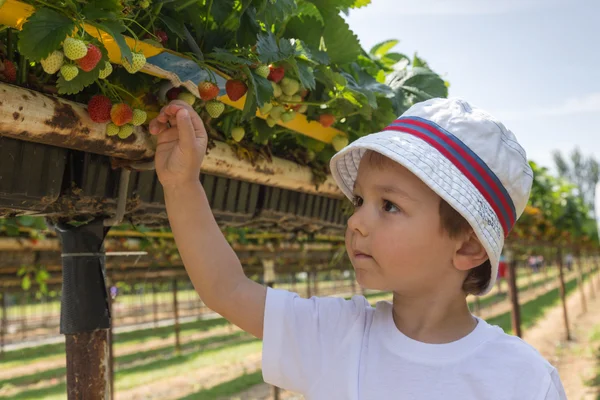 Pequeño niño recogiendo fresas — Foto de Stock