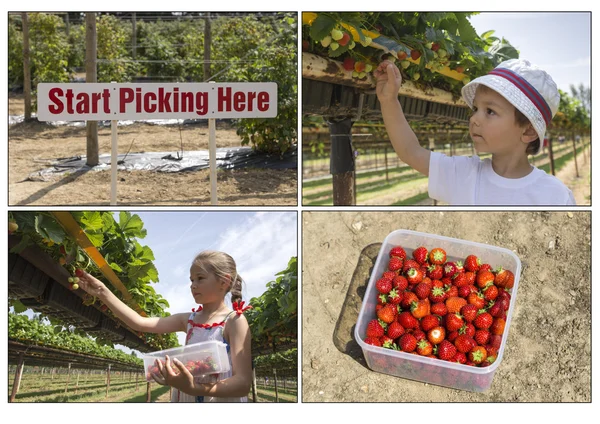 Erdbeeren selbst pflücken — Stockfoto