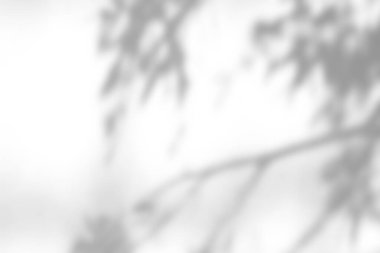 Beyaz arkaplan üzerinde gölge örtüsü etkisi. Bitkiler, yapraklar ve dallardan organik gölgeler içeren soyut güneş ışığı arka planı.