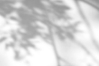 Beyaz arkaplan üzerinde gölge örtüsü etkisi. Bitkiler, yapraklar ve dallardan organik gölgeler içeren soyut güneş ışığı arka planı.