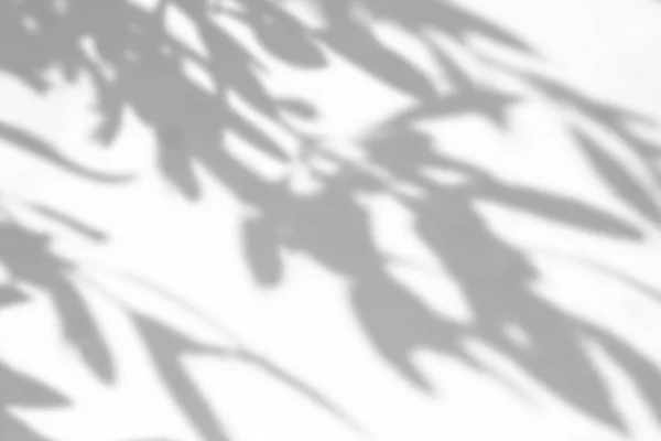 白の背景に影のオーバーレイ効果 枝からの有機的な影を持つ抽象的な太陽の背景 — ストック写真