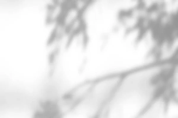 Эффект Наложения Тени Белый Фон Абстрактный Солнечный Фон Органическими Тенями — стоковое фото