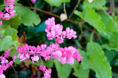 Mercan sarmaşığının güzel pembe çiçekleri