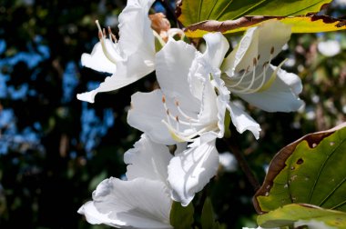 Beyaz Bauhinia 'nın beyaz çiçeği