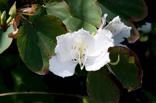 Fleur Blanche Bauhinia Blanc — Photo
