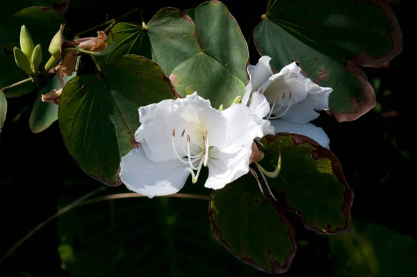 Fleur Blanche Bauhinia Blanc — Photo