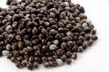 Job 'un gözyaşları (coix lachryma-jobi )