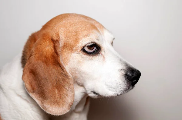 Beagle Perro Sensación Gruñón — Foto de Stock