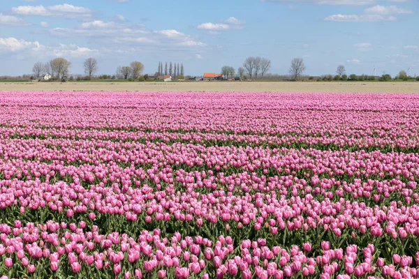 Een Bloeiend Roze Tulpenveld Een Zonnige Dag Het Voorjaar Bij — Stockfoto