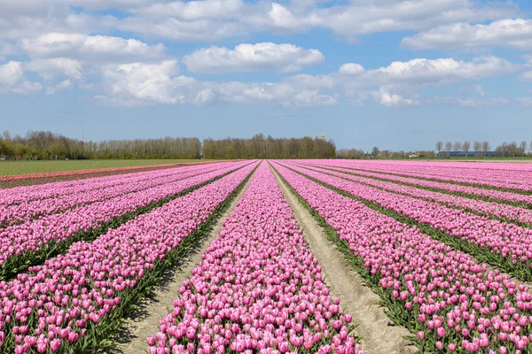 Hollanda Daki Goeree Overflakkee Güneşli Bir Baharda Bir Tarlada Çiçek — Stok fotoğraf