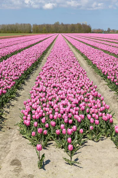 Hollanda Daki Goeree Overflakkee Güneşli Bir Baharda Bir Tarlada Çiçek — Stok fotoğraf