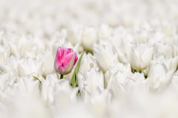 Uma Única Tulipa Rosa Está Crescendo Campo Tulipas Brancas Plena — Fotografia de Stock
