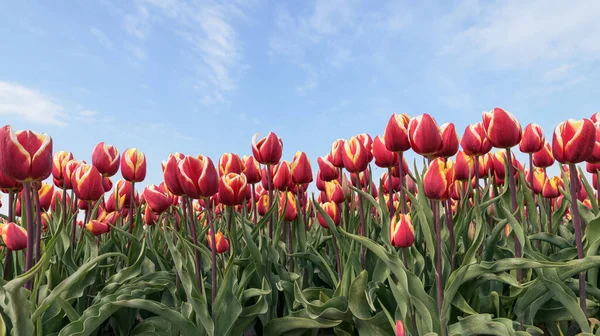 Los Tulipanes Rojos Crecen Campo Día Soleado Primavera Con Cielo —  Fotos de Stock