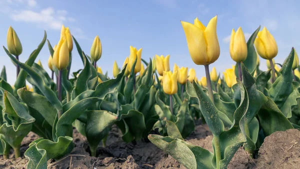 Tulipas Amarelas Crescem Campo Dia Ensolarado Primavera Com Céu Azul — Fotografia de Stock