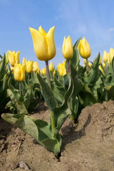 Los Tulipanes Amarillos Crecen Campo Los Países Bajos Día Soleado —  Fotos de Stock