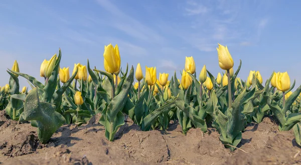 Tulipas Amarelas Crescem Campo Holanda Dia Ensolarado Primavera Com Céu — Fotografia de Stock