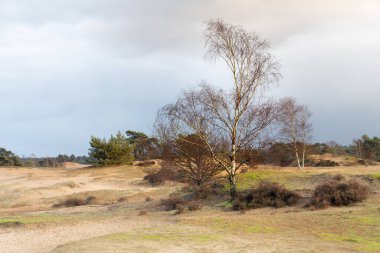 Hollanda 'daki Veluwe' de Kootwijkerzand 'ın kumlu tepelerinde gümüş bir huş ağacı (betula pendula) bulunur..