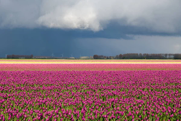 Donkere Wolken Van Een Zware Onweersbui Hangend Boven Een Tulpenveld — Stockfoto