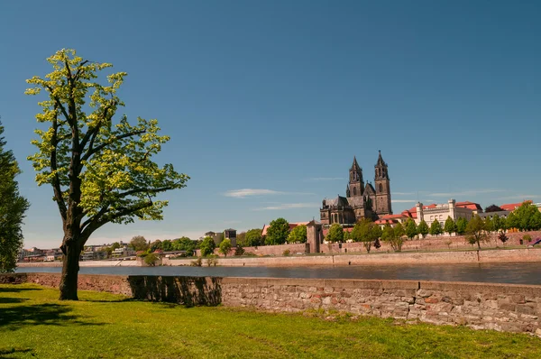 Catedral de Magdeburgo no rio Elba, Alemanha — Fotografia de Stock