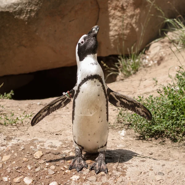 Liten pingvin på sommer tid i berlin zoo — Stockfoto