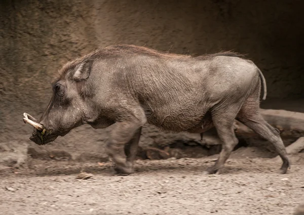 Divočák na berlínské zoo, Německo — Stock fotografie