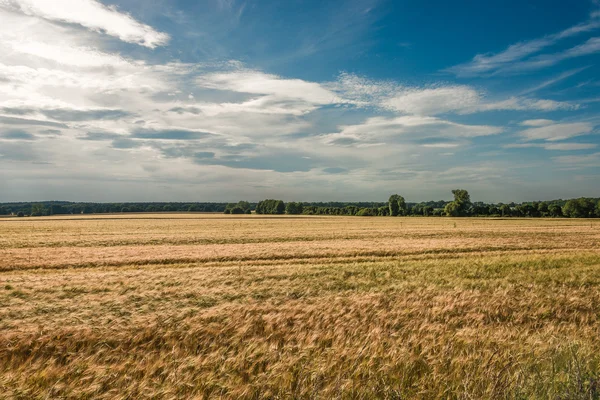 Atardecer de verano en el paisaje de campo de oro, hermosa naturaleza, alemán — Foto de Stock