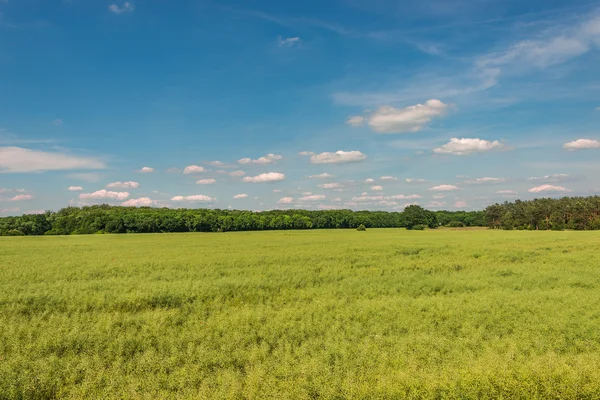 Finales de primavera, principios de verano paisaje del campo ceral en Alemania — Foto de Stock