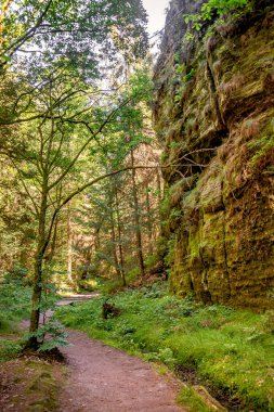 Saksonya, Almanya 'nın Saksonya sınırı yakınlarındaki Sakson İsviçre ulusal parkında Malerweg adlı yürüyüş yolunda eğreltiotu, yosun ve kayalarla kaplı büyülü bir peri masalı ormanıyla kaplanmış.