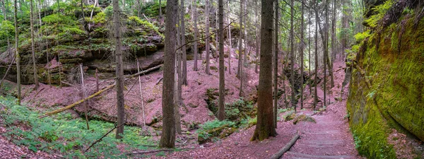 Panoramic Magical Enchanted Fairytale Forest Fern Moss Lichen Sandstone Rocks — Φωτογραφία Αρχείου