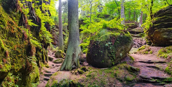 Dresden, Saksonya, Almanya yakınlarındaki Sakson İsviçre ulusal parkında yürüyüş parkında eğreltiotu, yosun, yosun ve kumtaşı kayaları ile büyülü peri masalı ormanı üzerine panoramik.