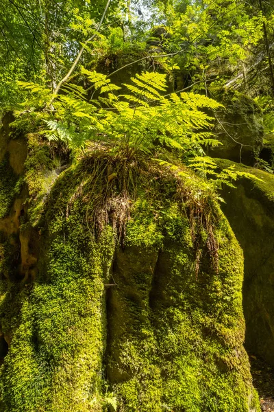 Cover Page Magical Enchanted Fairytale Forest Fern Moss Lichen Sandstone — Stok fotoğraf