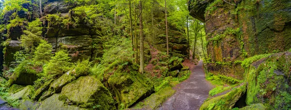 Panoramic View Magical Enchanted Fairytale Forest Moss Lichen Fern Hiking —  Fotos de Stock
