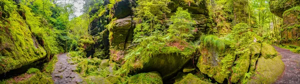 Panoramic View Magical Enchanted Fairytale Forest Moss Lichen Fern Hiking — Stock Photo, Image