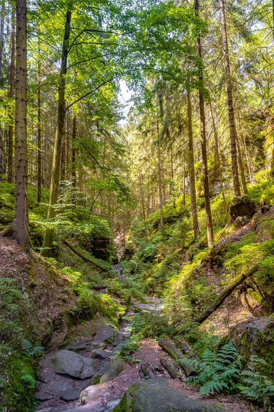 Cover Page Magical Fairytale Forest Fern Moss Rocks Hiking Trail — Foto Stock
