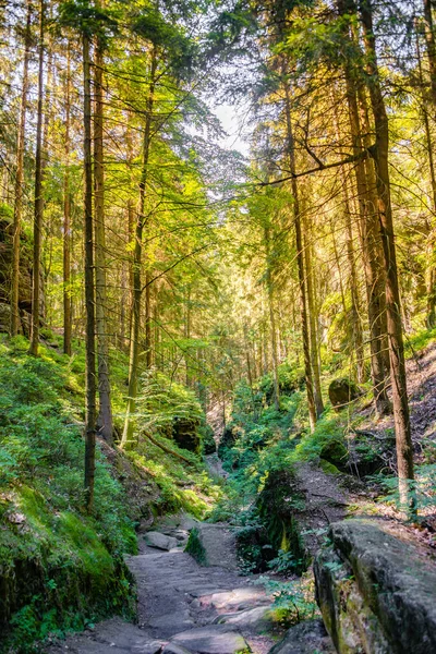 Cover Page Magical Fairytale Forest Hiking Trail Called Malerweg National — Stock Fotó