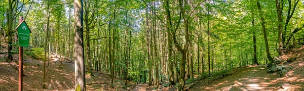 Panoramic Forest Hiking Trail National Park Saxon Switzerland Dresden Czechish — Stok fotoğraf