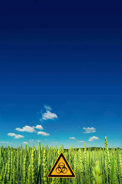 Peaceful landscape with blue sky and yellow wheat field marked with a sign of nuclear war radiation threat with copy space background. Concept war in Ukraine, potential nuclear world war